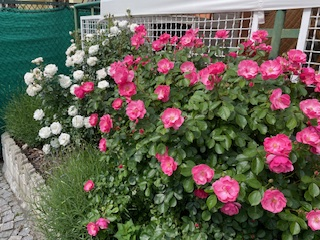 Camelia Casa Vacanze 15