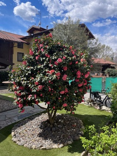 Camelia Casa Vacanze 17